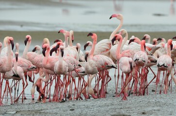 Group of flying lessser flamingos, Walvis Bay