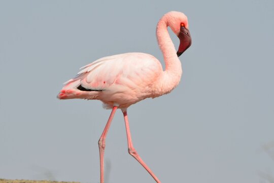 Portrait of a lesser flamingo, Walvis Bay, Namibia