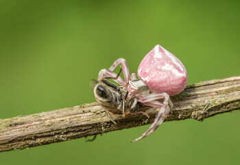 Niesamowity różowy pająk na zielonej łące - obrazy, fototapety, plakaty