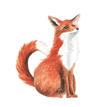 watercolor red fluffy fox on white background. Hand drawn watercolor illustration.