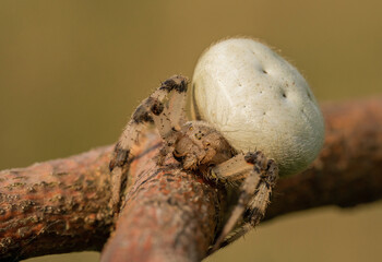Niesamowity biały pająk na polanie