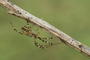 Niesamowity pająk na zielonej łące