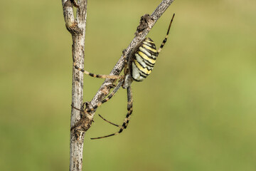 Niesamowity żółty czarny pająk na zielonej łące