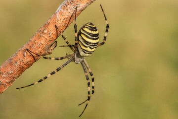 Niesamowity żółty czarny pająk na zielonej łące