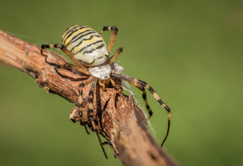 Niesamowity żółty czarny pająk na zielonej łące