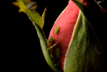 Piccoli afidi verdi su bocciolo di rosa rosso