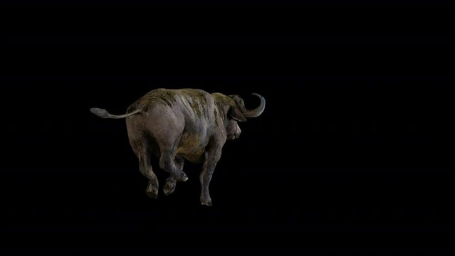 Buffalo Bison 3D Animation Transparent Alpha Video