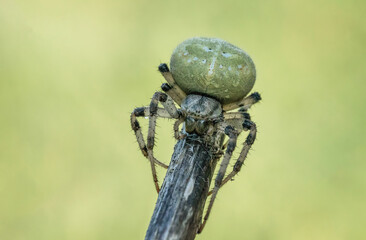 Niesamowity zielony pająk na zielonej łące