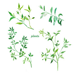 Plants, green plant, herb, grass, greenery, green leaves, watercolor illustration , branches 