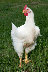 Pollo bianco ripreso all'aperto su un prato di erba verde