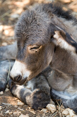 Fototapeta premium Asino seduto con muso bianco e corpo grigio