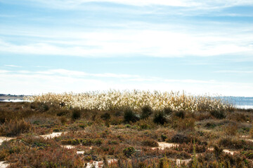 Fototapeta na wymiar Landscape of bunch of white flowers, Torrevieja's Salt lake at the background