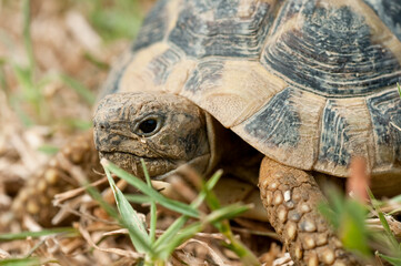 Tartaruga di terra comune, dettaglio della testa