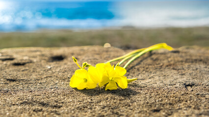 yellow flower standing on the wall against the sea