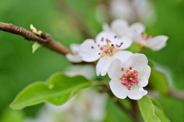 In the orchard, branch of a pear tree with blossoms, beginning of spring in nature, background