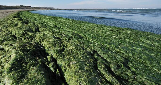 Green algae, french mediterranean costline, Occitan, France