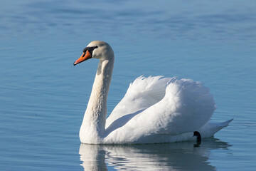 mute swan Cygnus olor swimming on water. Beautiful park bird in wildlife