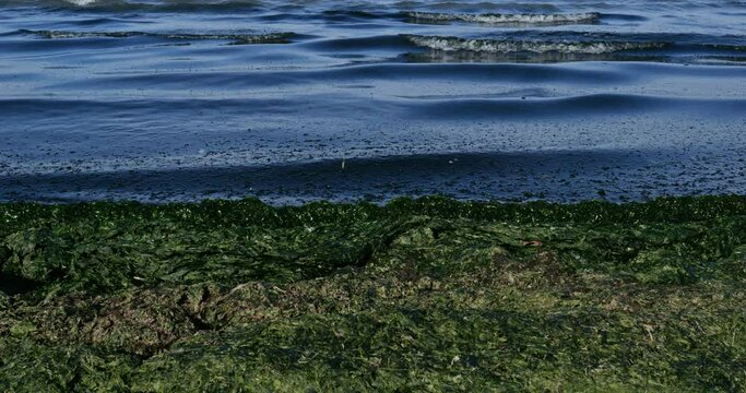 Green algae, french mediterranean costline, Occitan, France