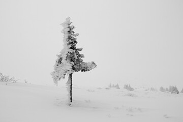 Lonely pine tree in the snow - black and white image.