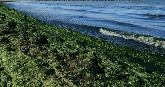 Green algae, french mediterranean costline, Occitan, France