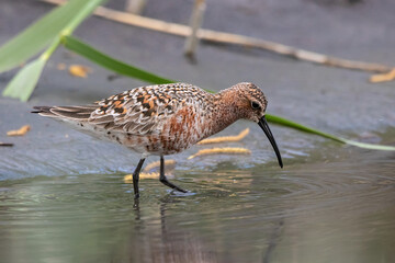 Curlew sandpiper Calidris ferruginea feeding on shore in spring. Cute wader shorebird in wildlife