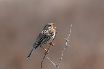 corn bunting singing on branch of bush in steppe. Cute brown songbird in wildlife.