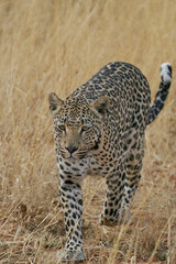 Leopard (Panthera pardus) stalking prey in Okonjima Nature Reserve, Namibia