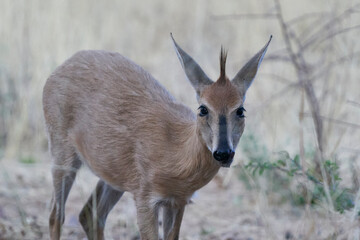 Steenbok (Raphicerus campestris) in Okonjima Nature Reserve, Namibia
