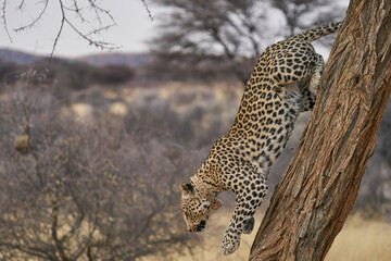 Leopard (Panthera pardus) stalking prey in Okonjima Nature Reserve, Namibia