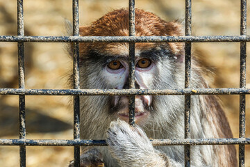 Wild animals. Monkey with a sad look sits behind a metal lattice