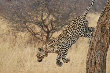 Leopard (Panthera pardus) stalking prey in Okonjima Nature Reserve, Namibia