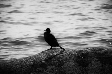 Cormoran de profil . © Richard