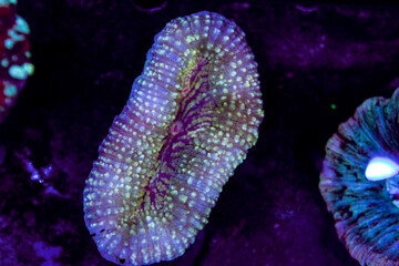 Naklejka premium exotic corals in the aquarium close up