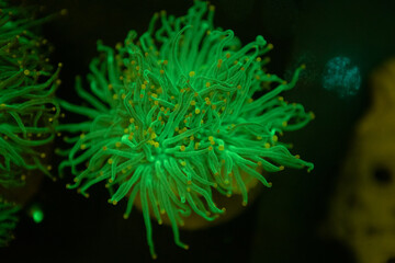 exotic corals in the aquarium close up