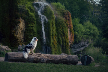 dog at the waterfall. Marble australian shepherd on a stone in nature. 