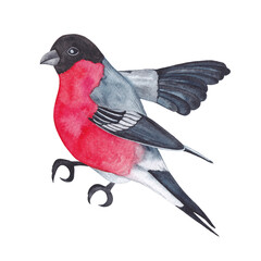 Bullfinch bird isolated on white background. Watercolor illustration.