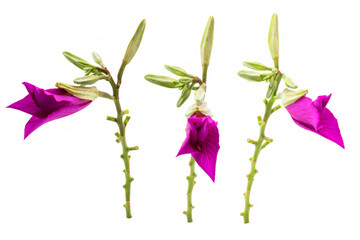 Macro closeup of set pink flower (Bauhinia purpurea tree) with isolated on white background