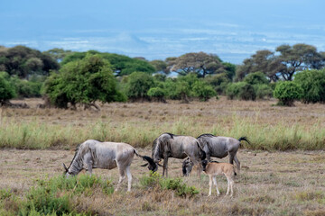In Africa, ox-headed antelopes forage on the grasslands of the Kenyan national park.