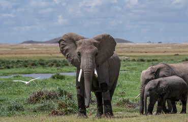 Fototapeta na wymiar Herd of African Elephants walking through grass in Kenya National Park