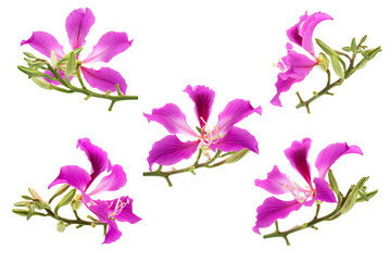 Plakat Macro closeup of set pink flower (Bauhinia purpurea tree) with isolated on white background