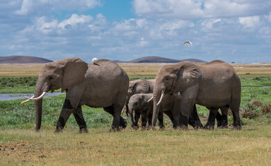 Naklejka na ściany i meble Herd of African Elephants walking through grass in Kenya National Park