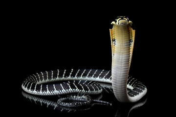 Baby king cobra on isolated background, King kobra snake "ophiopahus hannah" closeup on reflection