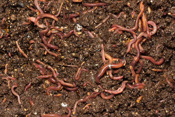 Composting worms turn household waste into valuable worm castings, organic sustainability.