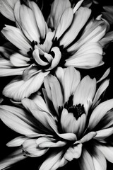 Beautiful red Genius flower in black and white background - generative ai