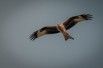 Red Kite in Flight