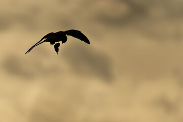 Kestrel