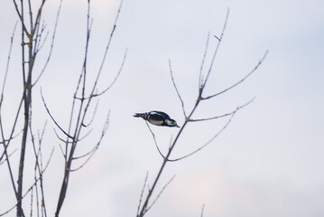 Flight of woodpecker