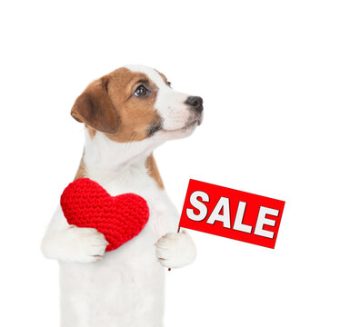Jack russel terrier puppy holds the red heart and shows signboard with labeled "sale" and looks away on empty space. isolated on white background