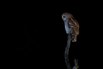 Tawny Owl
