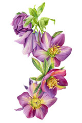 Wildflowers. Hellebore on isolated white background. Watercolor hand drawn botanical illustration, floral design